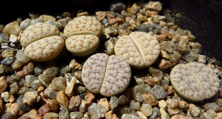gracilidelineata v. waldroniae С189