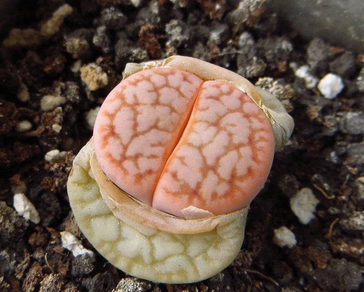 pseudotruncatella ssp. dendritica &quot;farinosa&quot;