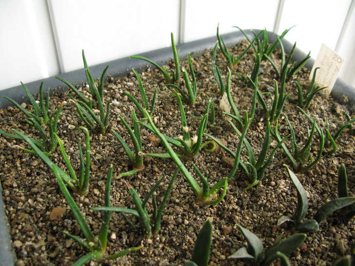 Маю надію, що деякі рослини з посіву 2013 року зацветуть - A.agavoides, long tuberkul.