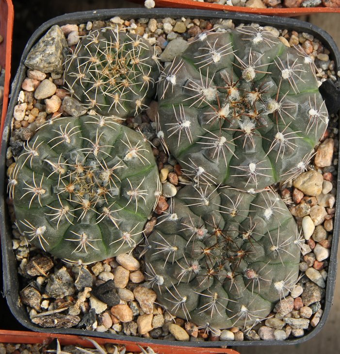 Gymnocalycium frankianum-robustum TOM511 Ojo de Aqua -Amiman, Asntiago del Estero 510m  KK335.009