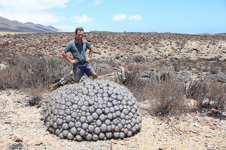 Дмитрий Рехсан и Copiapoa dealbata