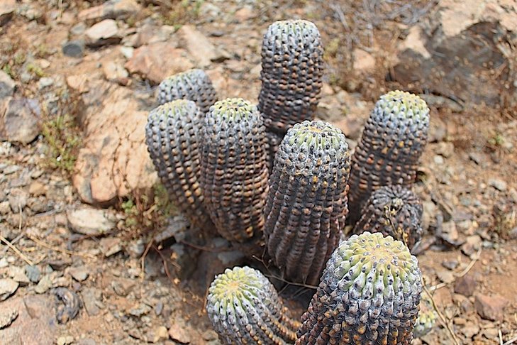 Copiapoa haseltoniana v. tenebrosa f.nuda