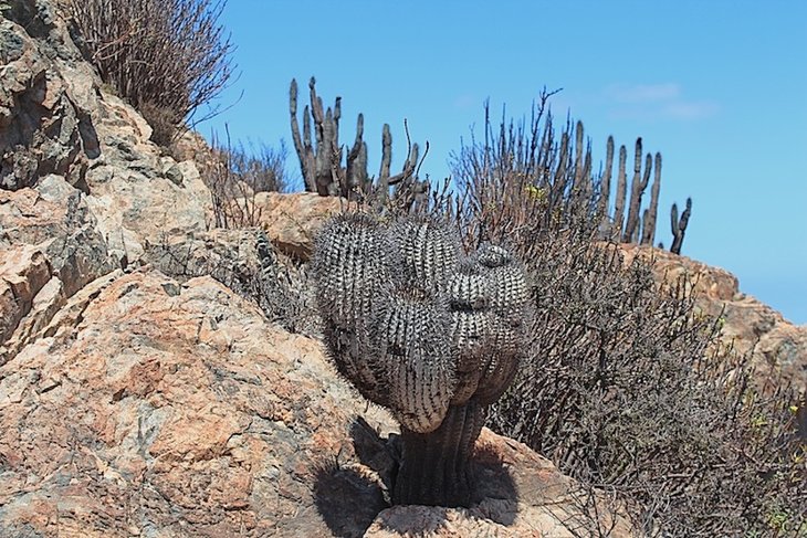 Copiapoa cinerea