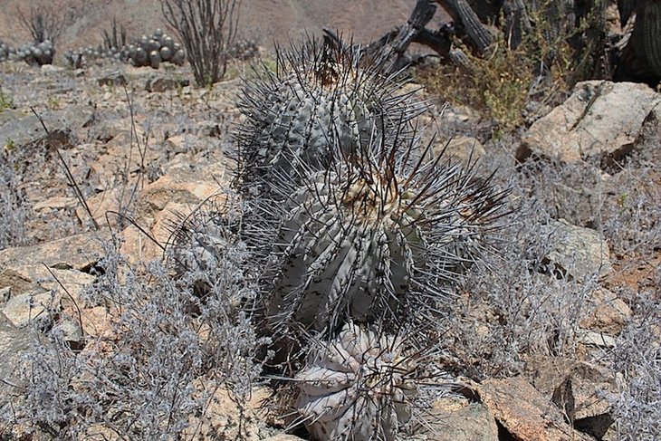Copiapoa cinerea
