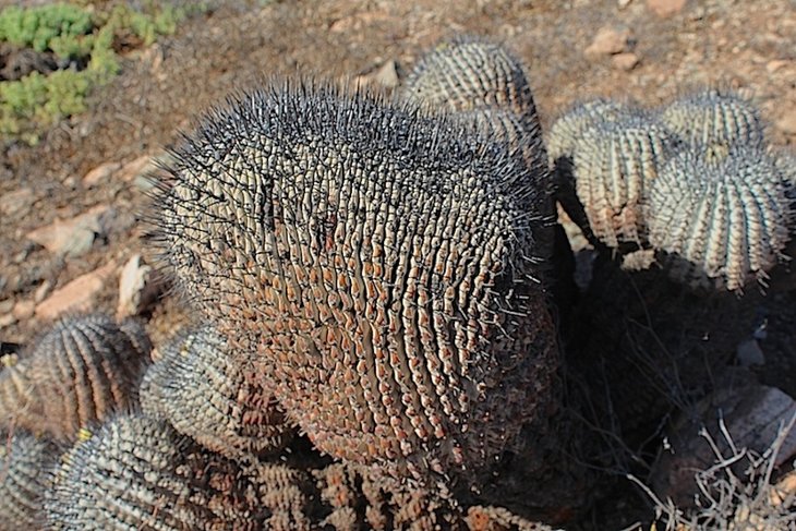 Copiapoa cinerea  f. cristata