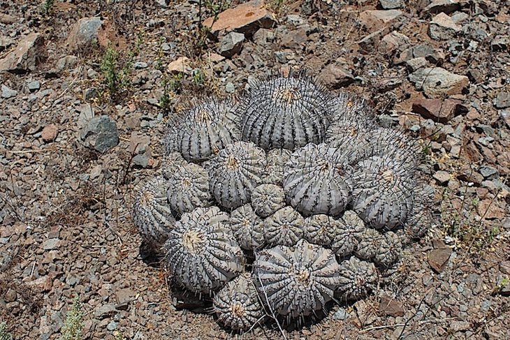 Copiapoa cinerea