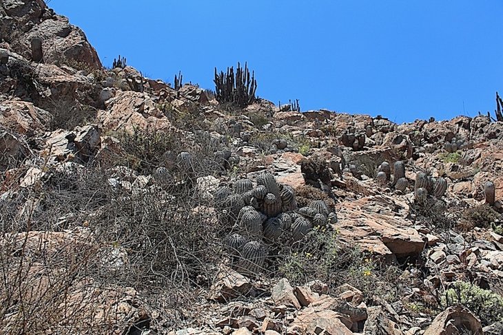 Copiapoa cinerea