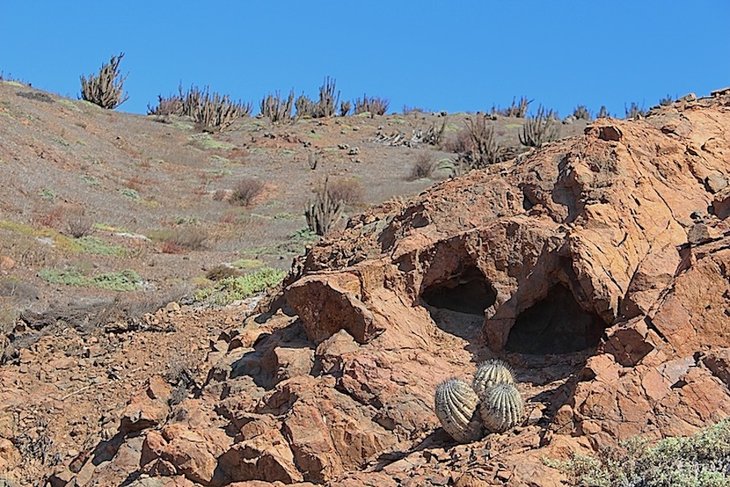 Copiapoa cinerea