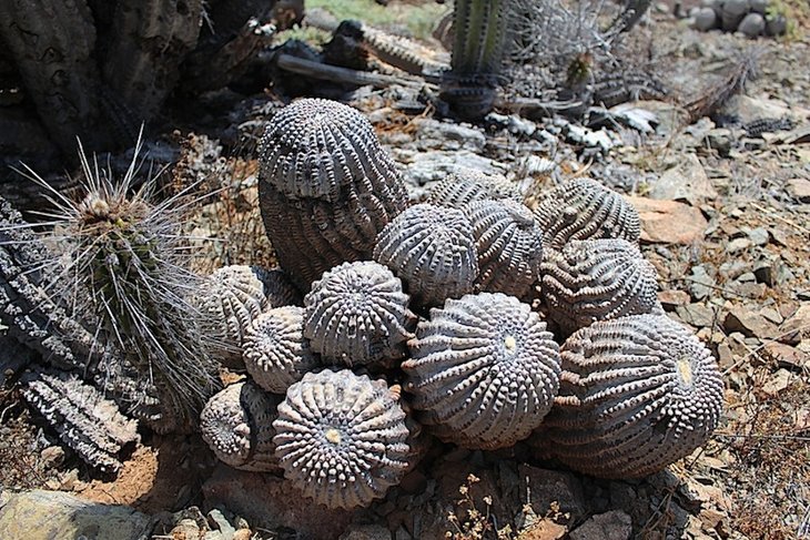 Copiapoa cinerea  f. nuda