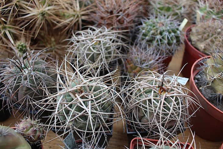 gymnocalycium cardenasianum
