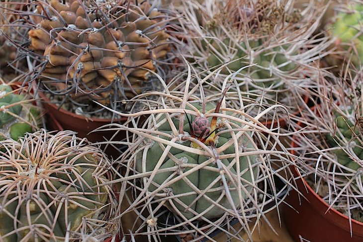 gymnocalycium cardenasianum