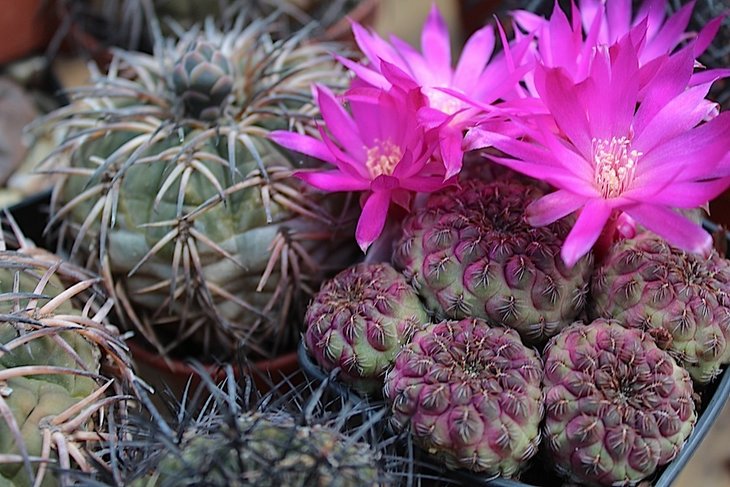 sulcorebutia pulchra