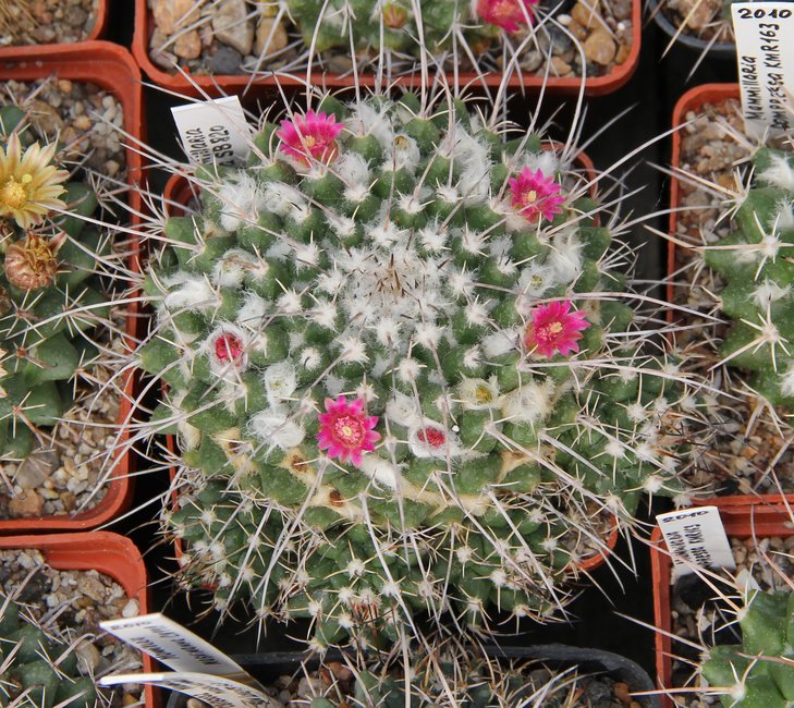 Mammillaria compressa SB280