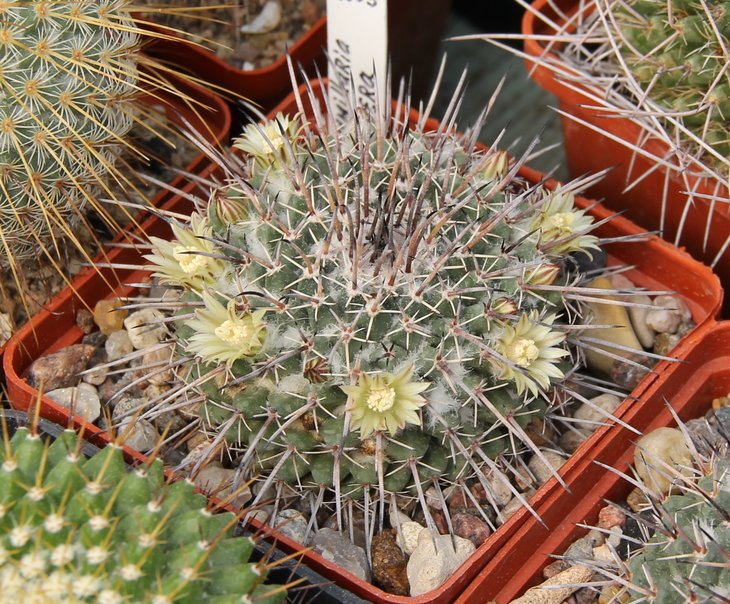 Mammillaria hastifera