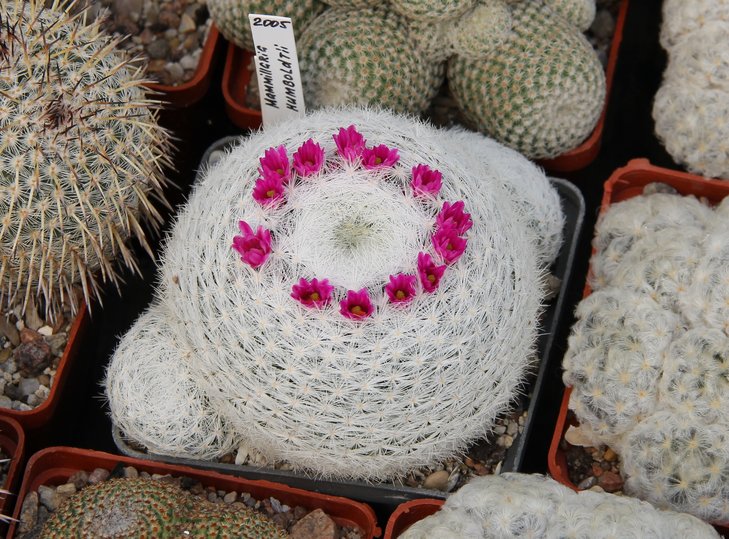 Mammillaria humboldtii.