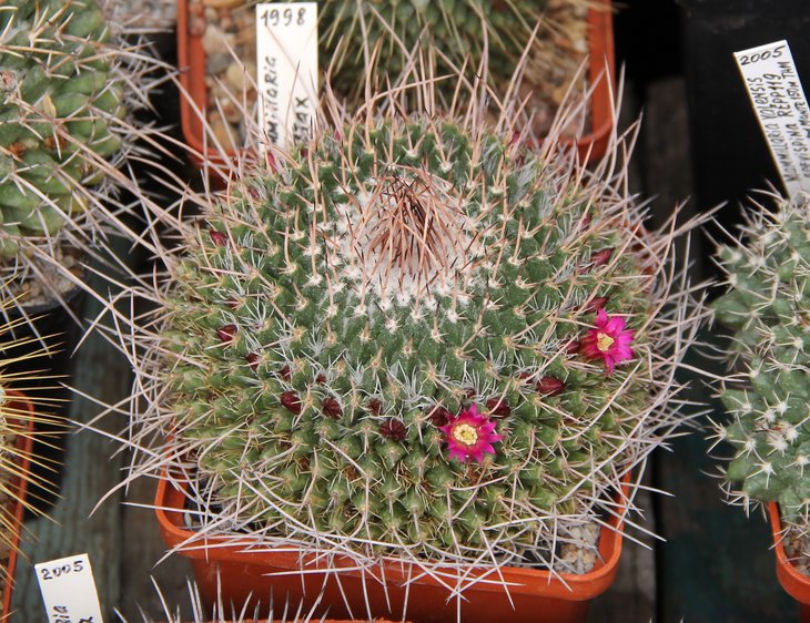 Mammillaria mystax