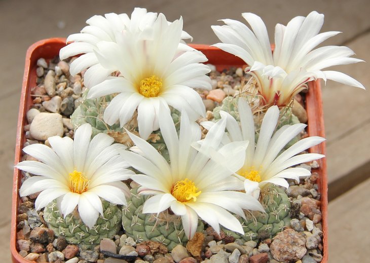 Stromboactus disciformis jarmilae PP362 Vizzaron road to Jalpan Quer.  Pavlicek№5346.4.
