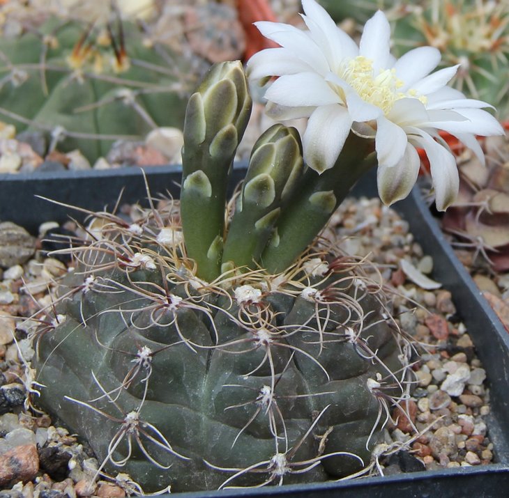 Gymnocalycium gaponii geyeri GN96-958.3192.