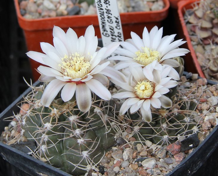 Gymnocalycium gaponii geyeri GN96-958.3192.