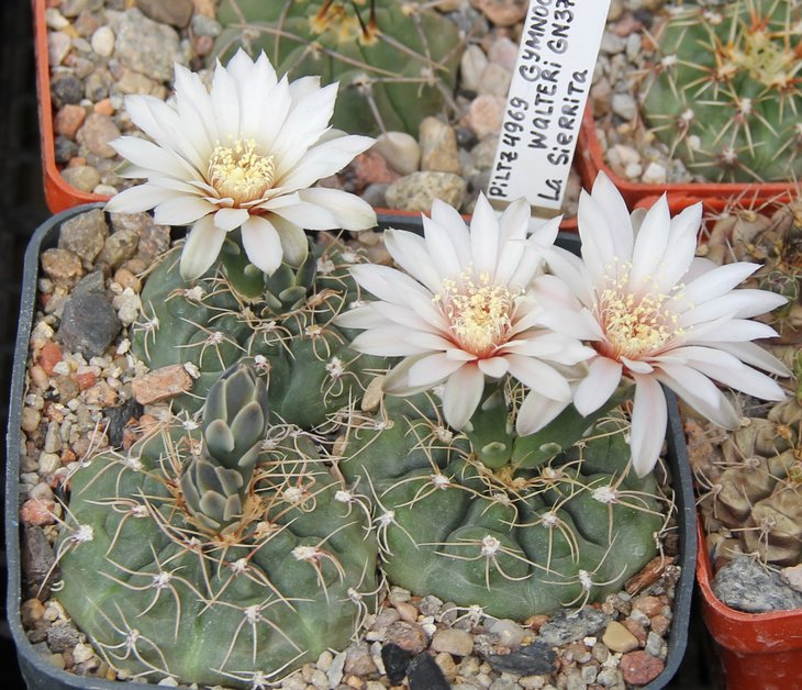 Gymnocalycium gaponii geyeri GN376-1260 La Sierrita   PILTZ4969.