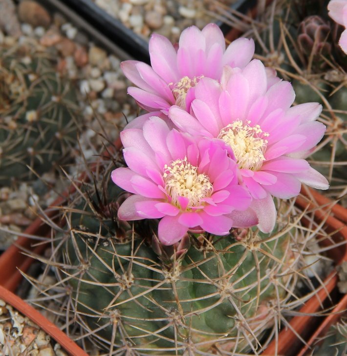 Gymnocalycium neuhuberi GN91-77.1181 Sierra San Luis Ruta3 SL  1320m