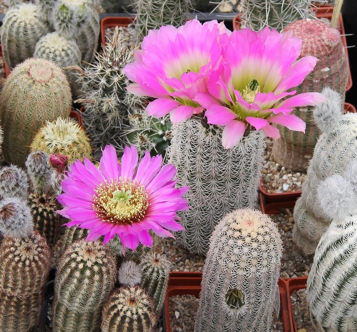 Echinocereus reichenbachii JRT214    MG + pectinatus wenigeri