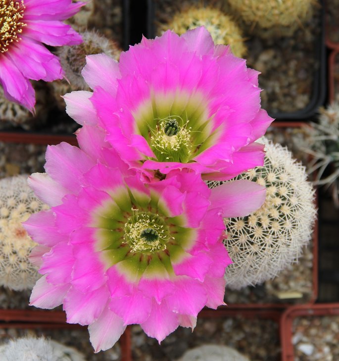 Echinocereus pectinatus wenigeri