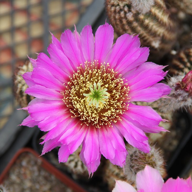 Echinocereus reichenbachii JRT214    MG