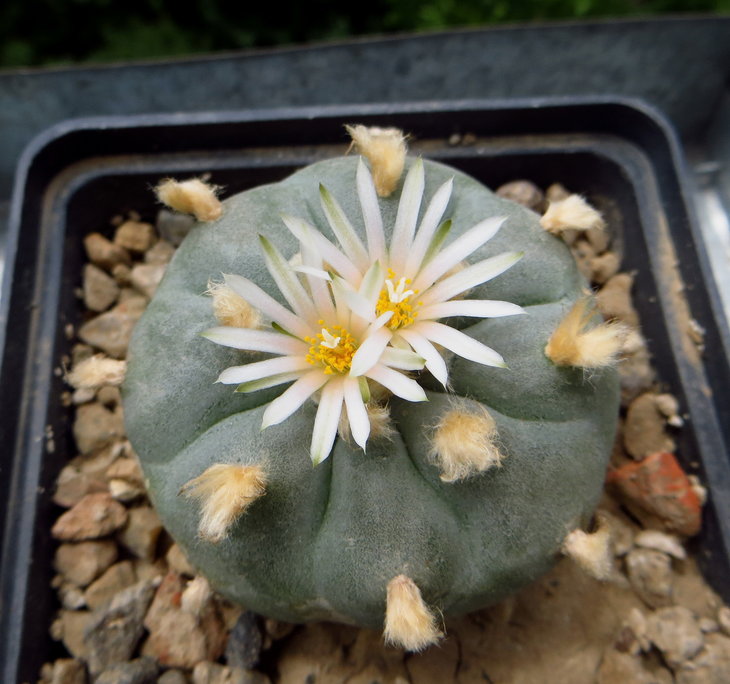 L.williamsii  Huizache, SLP