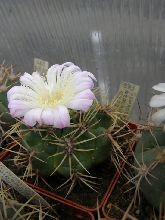 brachyanthum GN91-77-1184