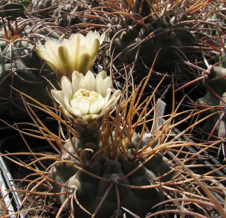 moserianum
