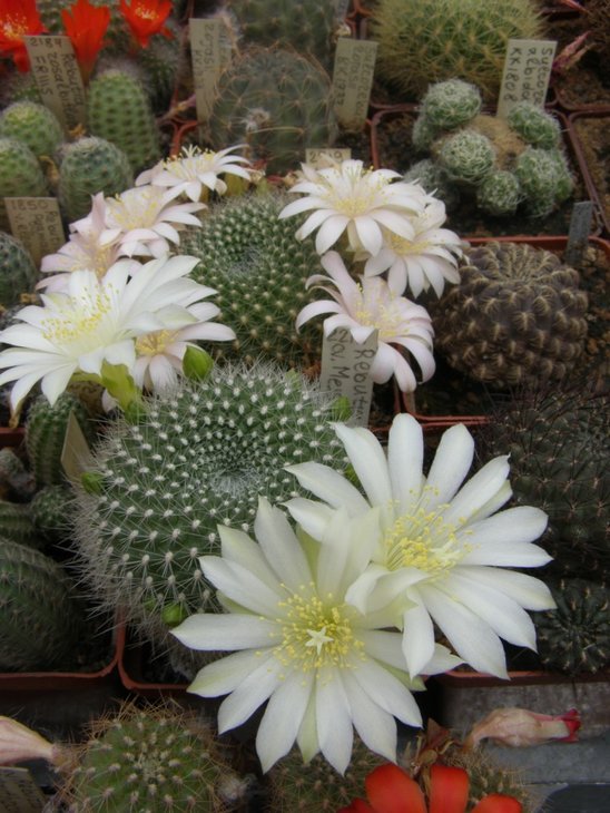 Rebutia @Meisterstuck@