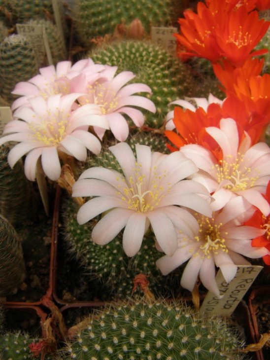 Rebutia kariusiana