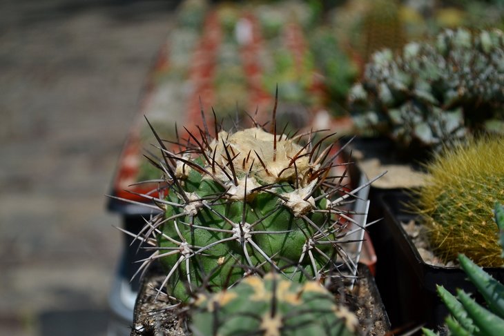 DSC_0044.jpg