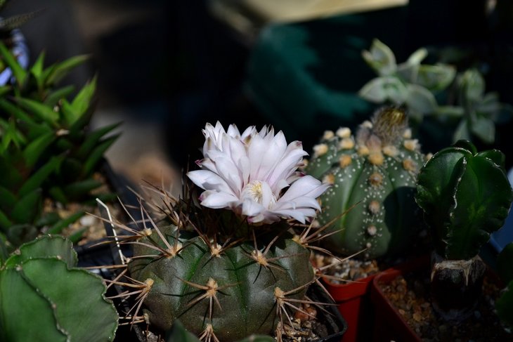 DSC_0040.jpg