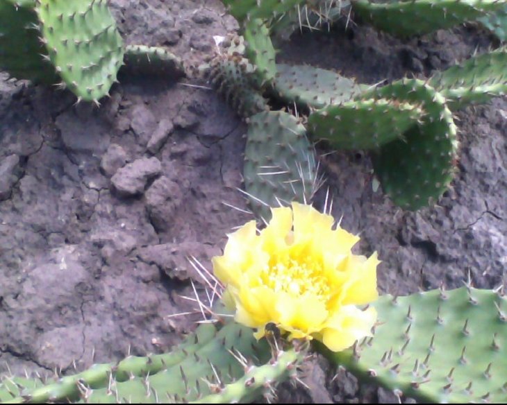 Opuntia phaeacantha var. camanchica.jpg