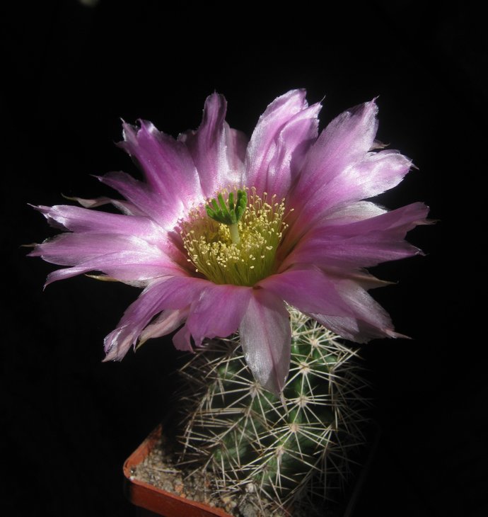 Echinocereus fendleri v. kuenzleri