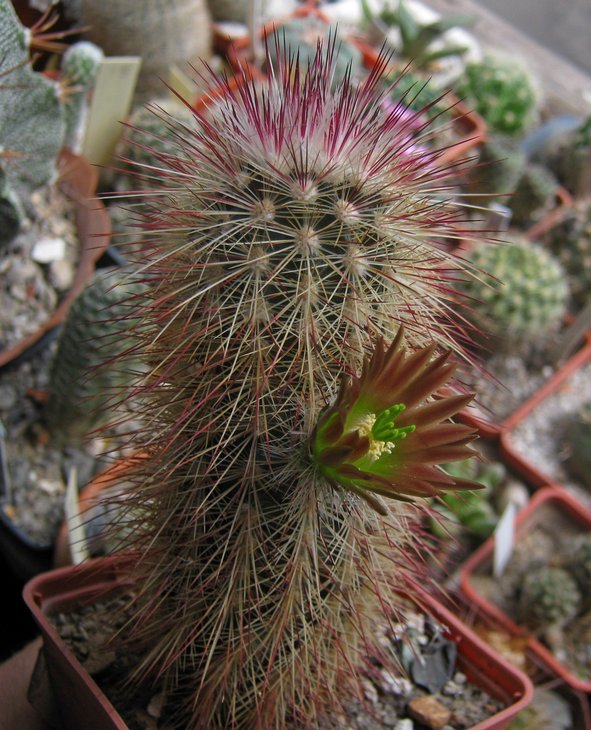 Echinocereus russanthus