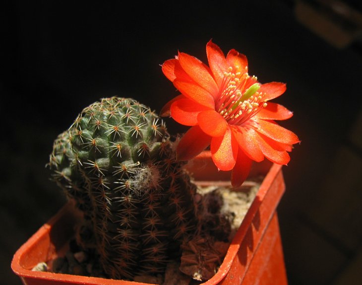 Mediolobivia iscayachensis