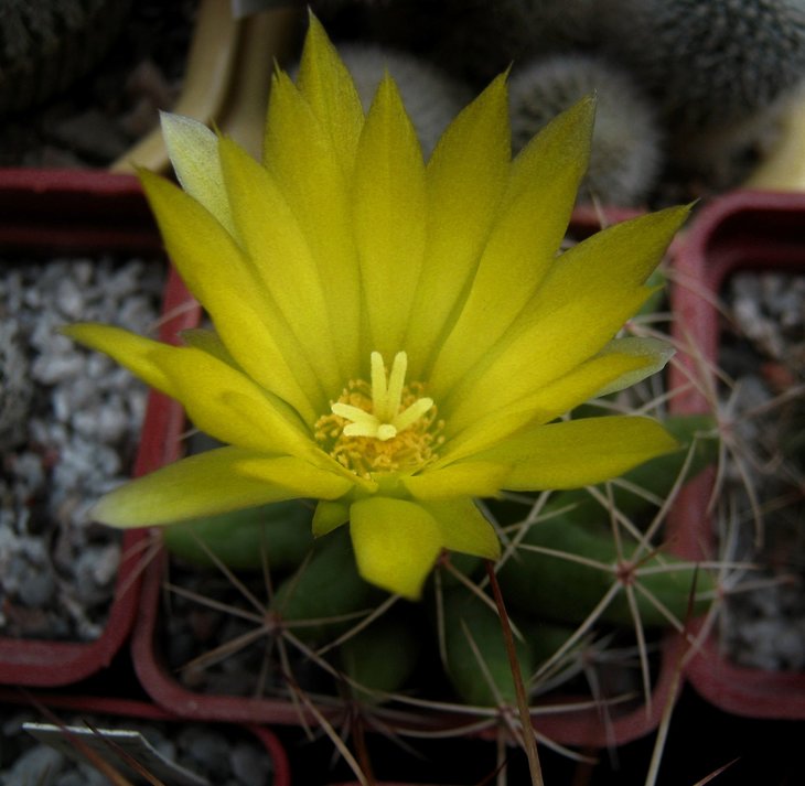 Mammillaria (Dolichothele) longimamma