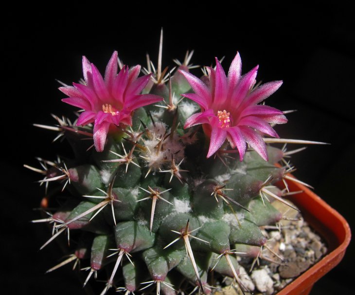 Mammillaria  priessnitzii