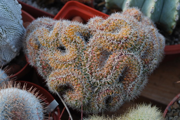 DSC_5542..jpg