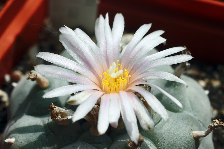 Lophophora williamsii, Huizache, SLP