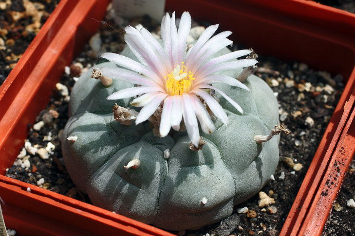Lophophora williamsii, Huizache, SLP