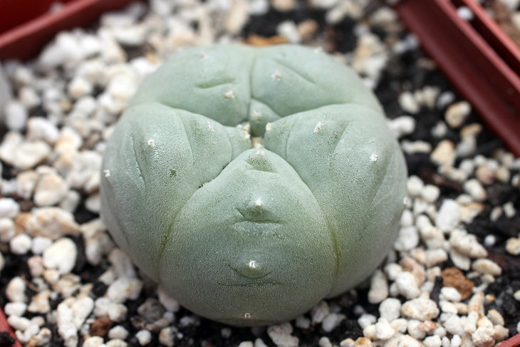 Кёресовская 'lutea' (williamsii Huizache, SLP)