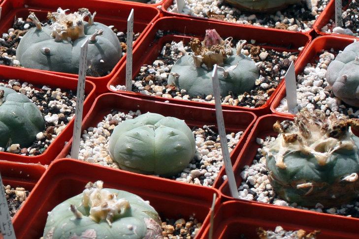 Кёресовская 'lutea' (williamsii Huizache, SLP) - в центре