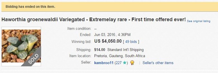 ebay.JPG