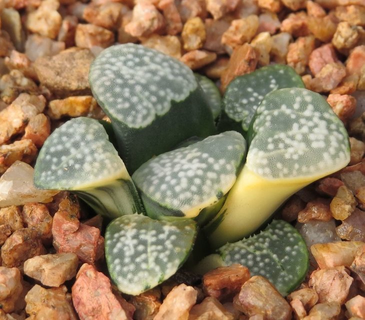 Haworthia groenewaldii f. variegata