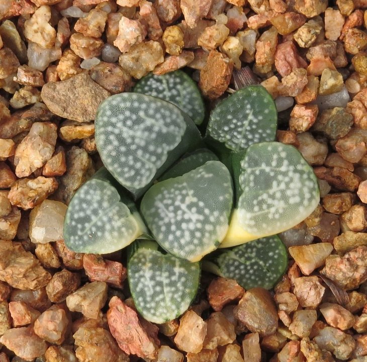 Haworthia groenewaldii f. variegata