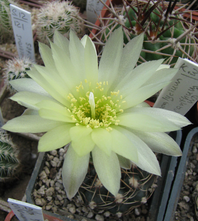 Gymnocalycium hyptiacanthum WD1<br />растение от Балановского